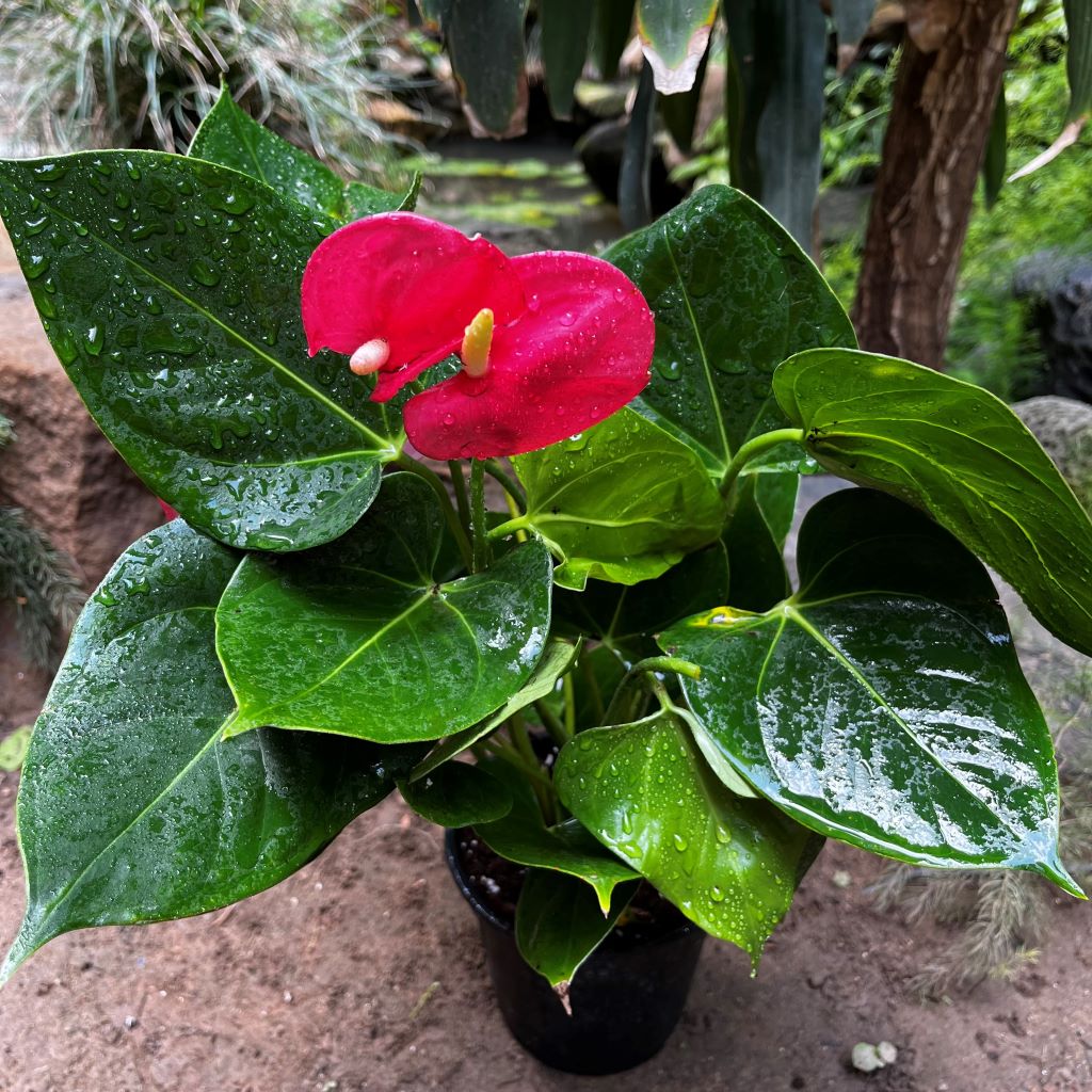 Anthurium Pink Beauty Plant - myBageecha