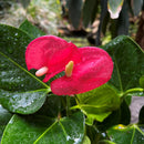 Anthurium Pink Beauty Plant