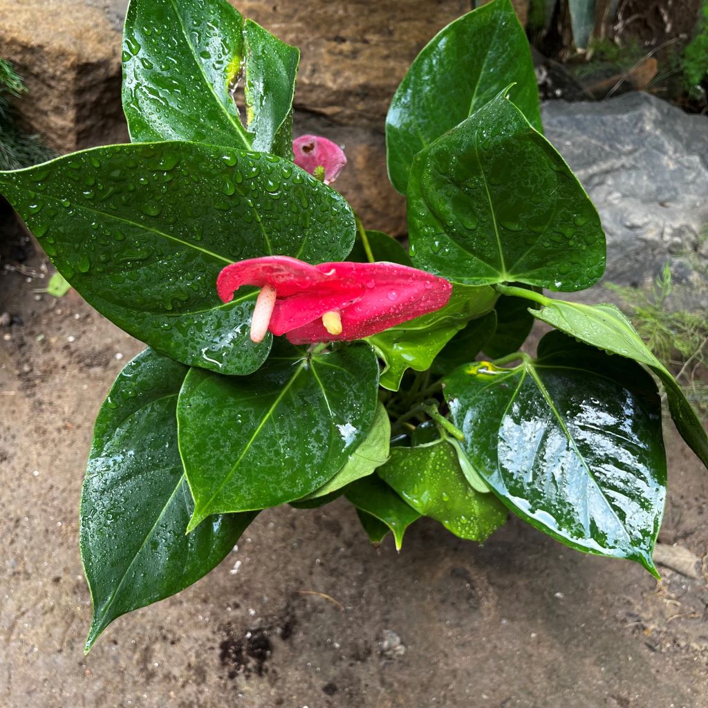 Anthurium Pink Beauty Plant - myBageecha