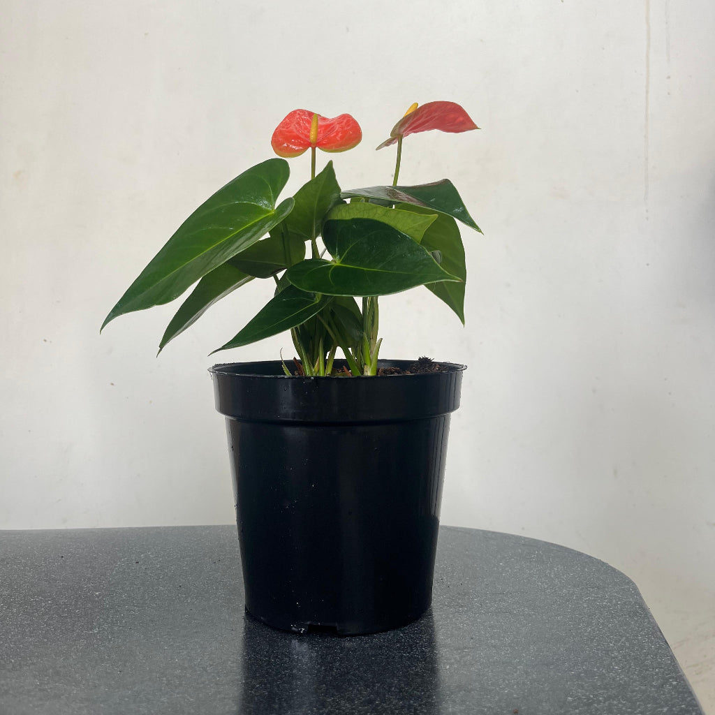 Anthurium Prince of orange plant with pot shown how it is shipped from myBageecha