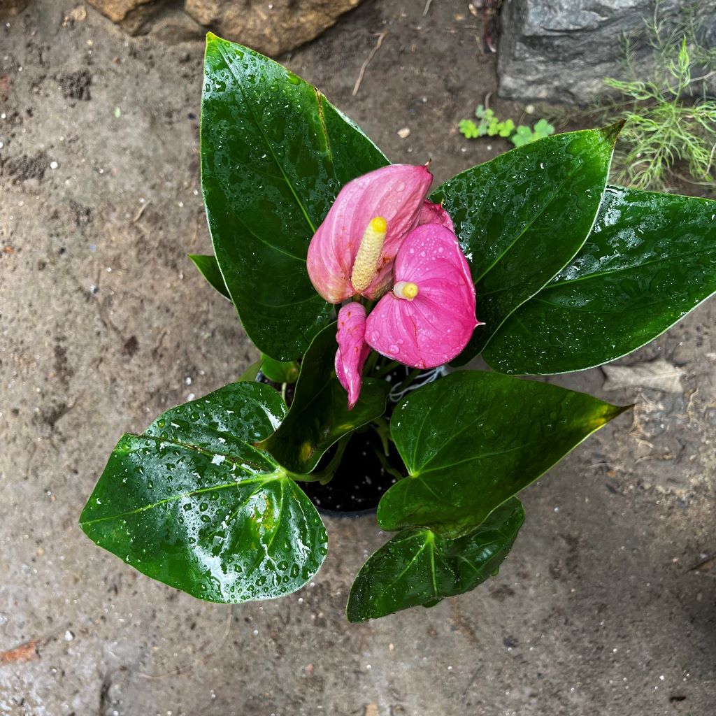 Anthurium Purple Flamingo Plant - myBageecha