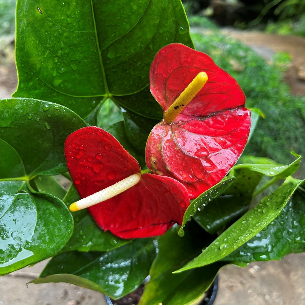 Anthurium Red Winner Plant