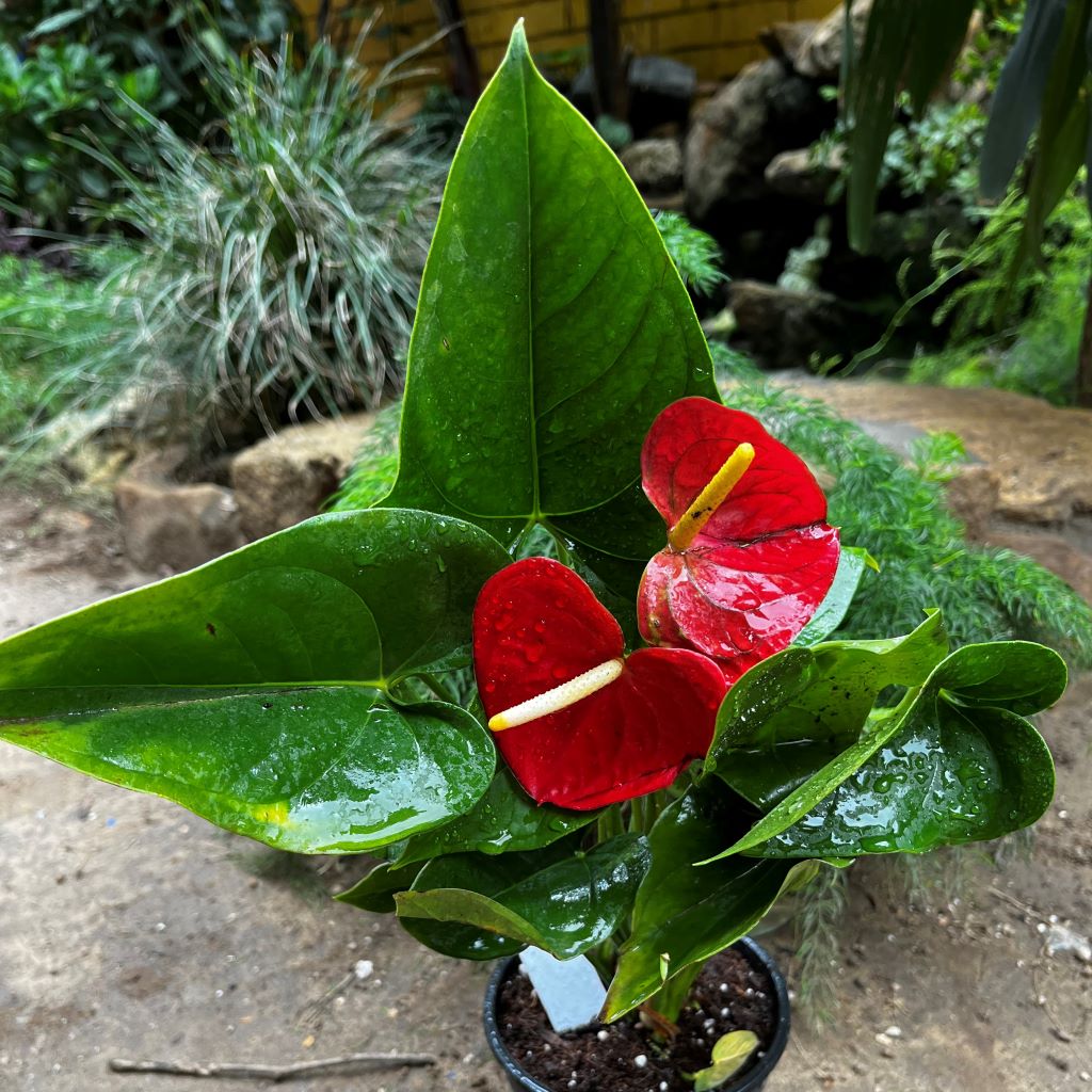 Anthurium Red Winner Plant - myBageecha