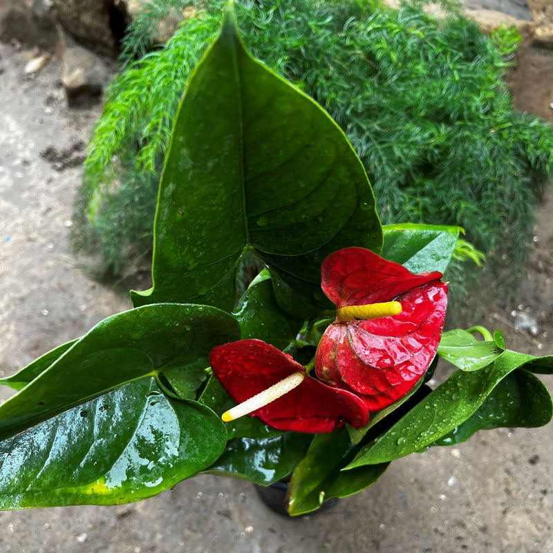 Anthurium Red Winner Plant