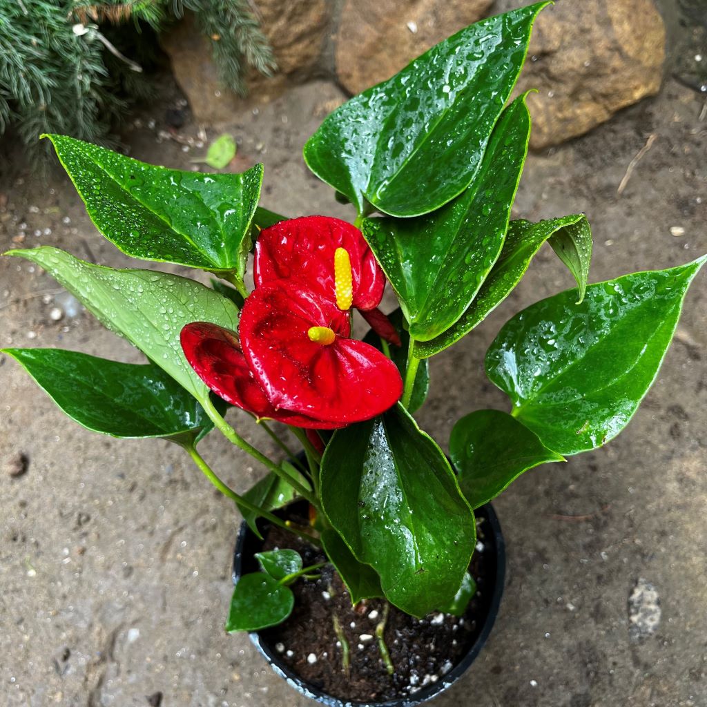 Anthurium Success Red Plant - myBageecha