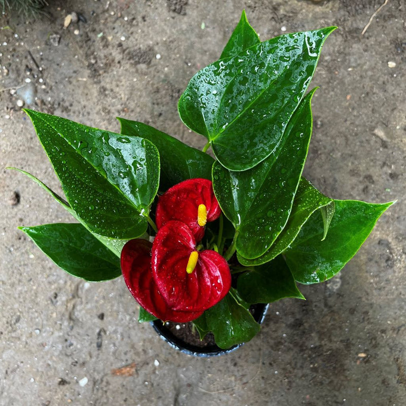 Anthurium Success Red Plant