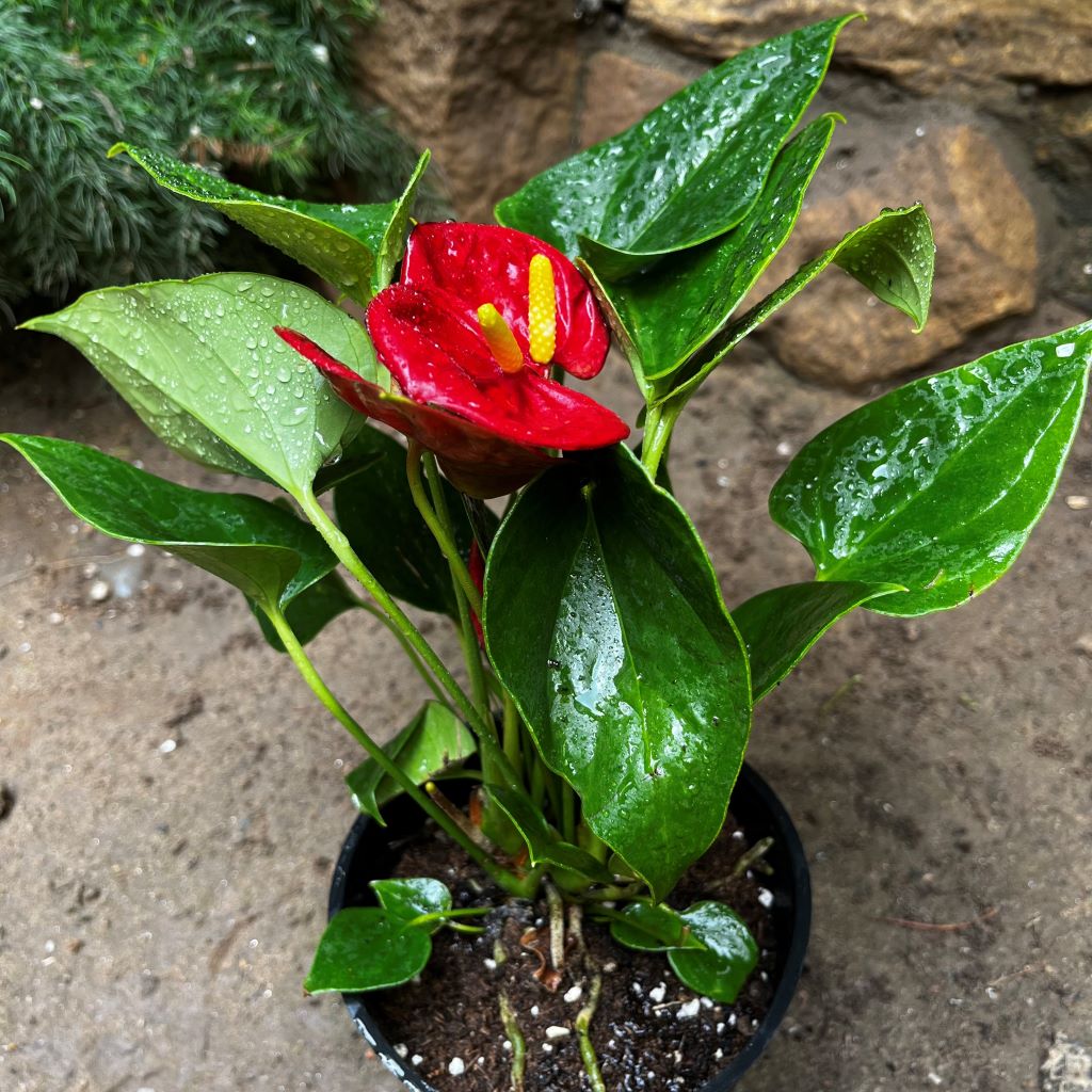 Anthurium Success Red Plant - myBageecha