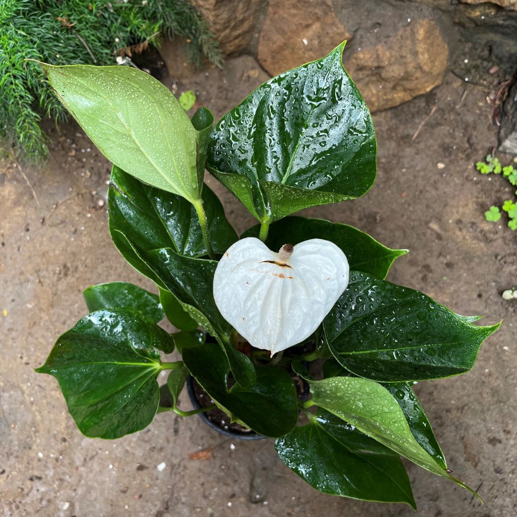 Anthurium Success White Plant - myBageecha