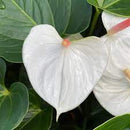 Anthurium Success White Plant