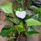 Anthurium Success White Plant