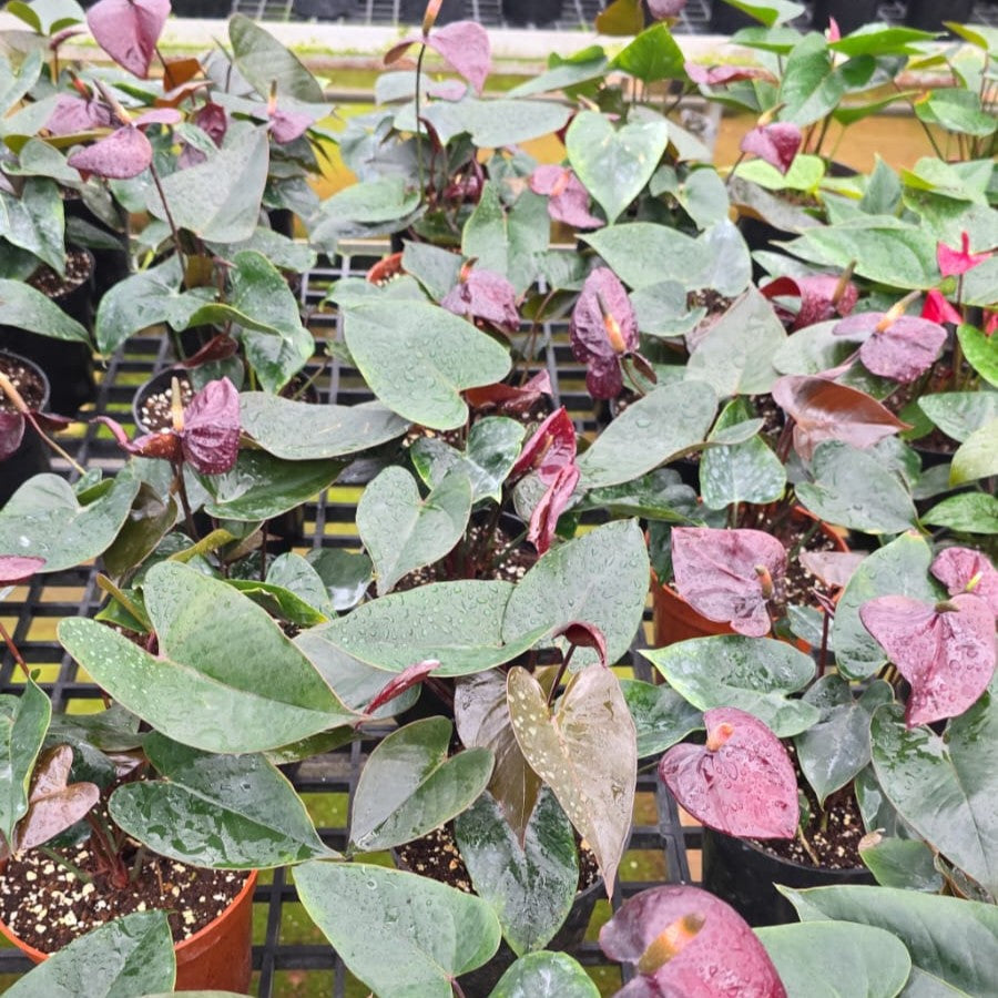 Anthurium Tranquilo plant with green spathes and dark glossy leaves