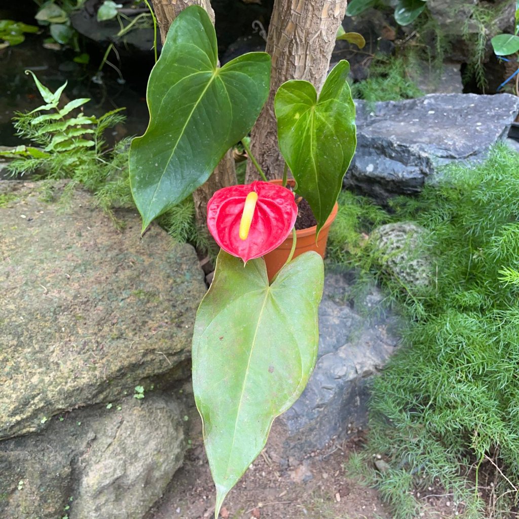 heart shaped anthurium Anthurium Red Heart – Red Year-round Flowering Plant