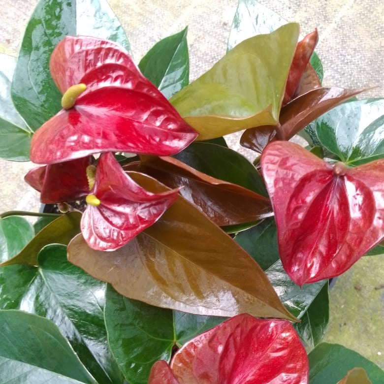 Close-up of Anthurium Tranquilo flower showing green spathe and shiny foliage