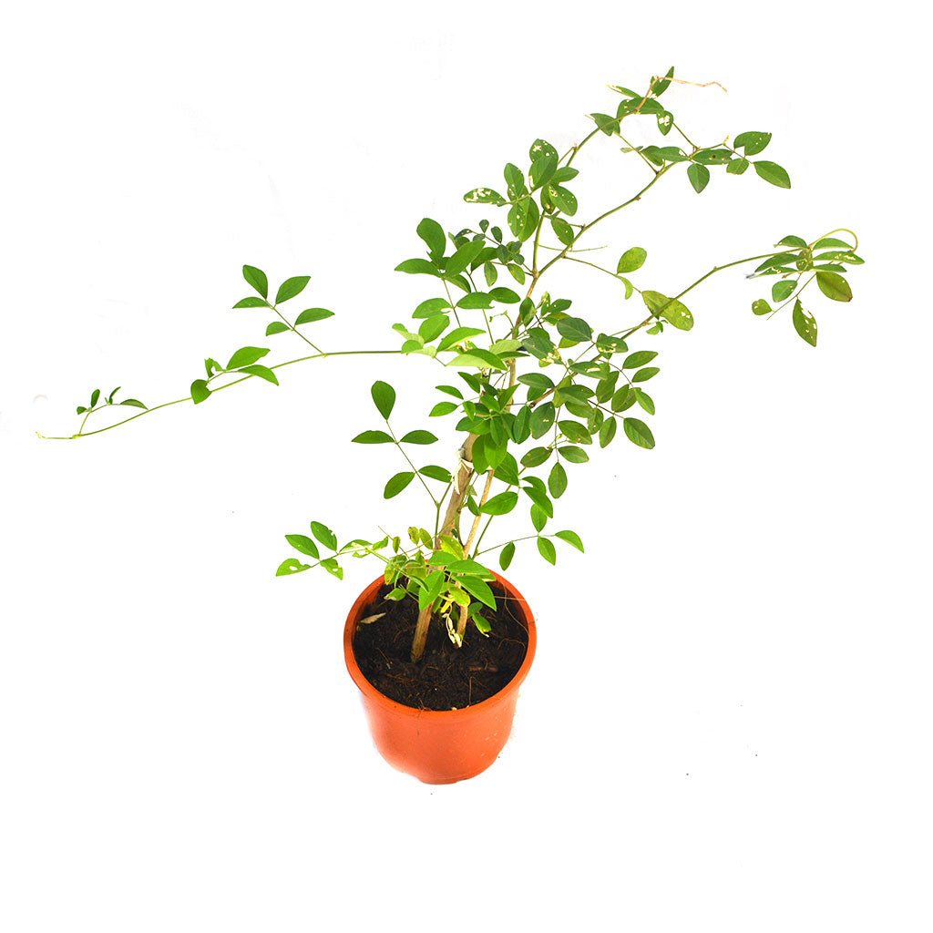 Clitoria Ternatea Aparajita Shankhpushpi Plant - myBageecha