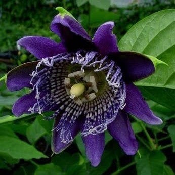 Passiflora Aphrodite's Purple Nightie Plant