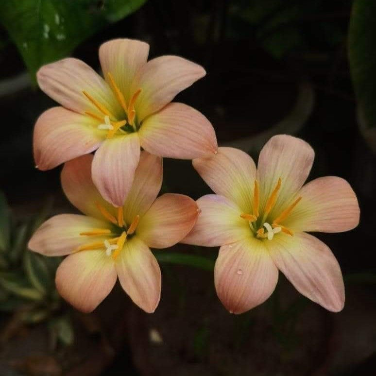 Rain Lily 'Apricot' (Bulbs)-myBageecha