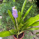 Aechmea gamosepala Plant