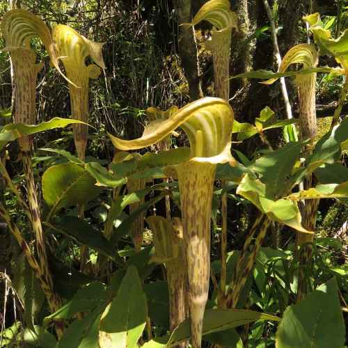 Arisaema Nepenthoides-myBageecha