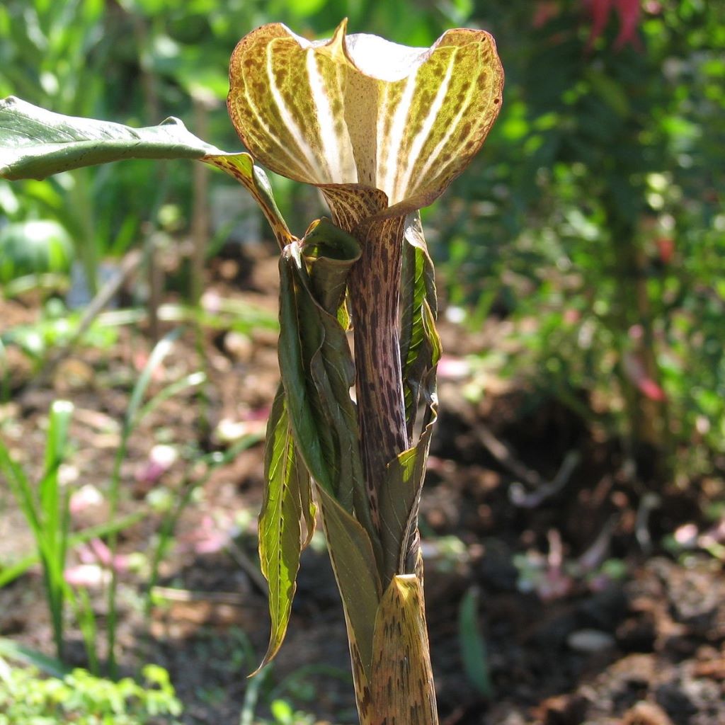 Arisaema Nepenthoides-myBageecha