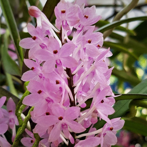 Ascocentrum Christensonianum BS Orchid Plant