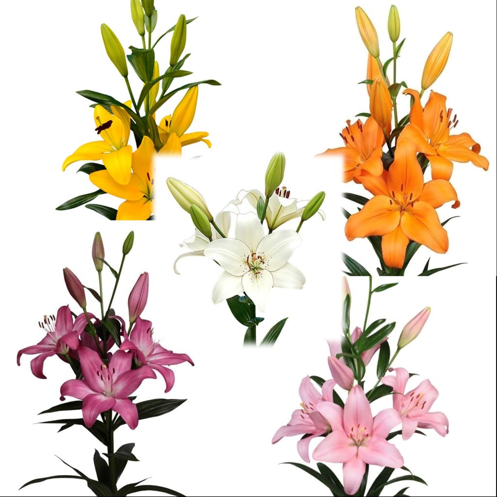 Lilium Asiatic (Mix Bulbs)-myBageecha