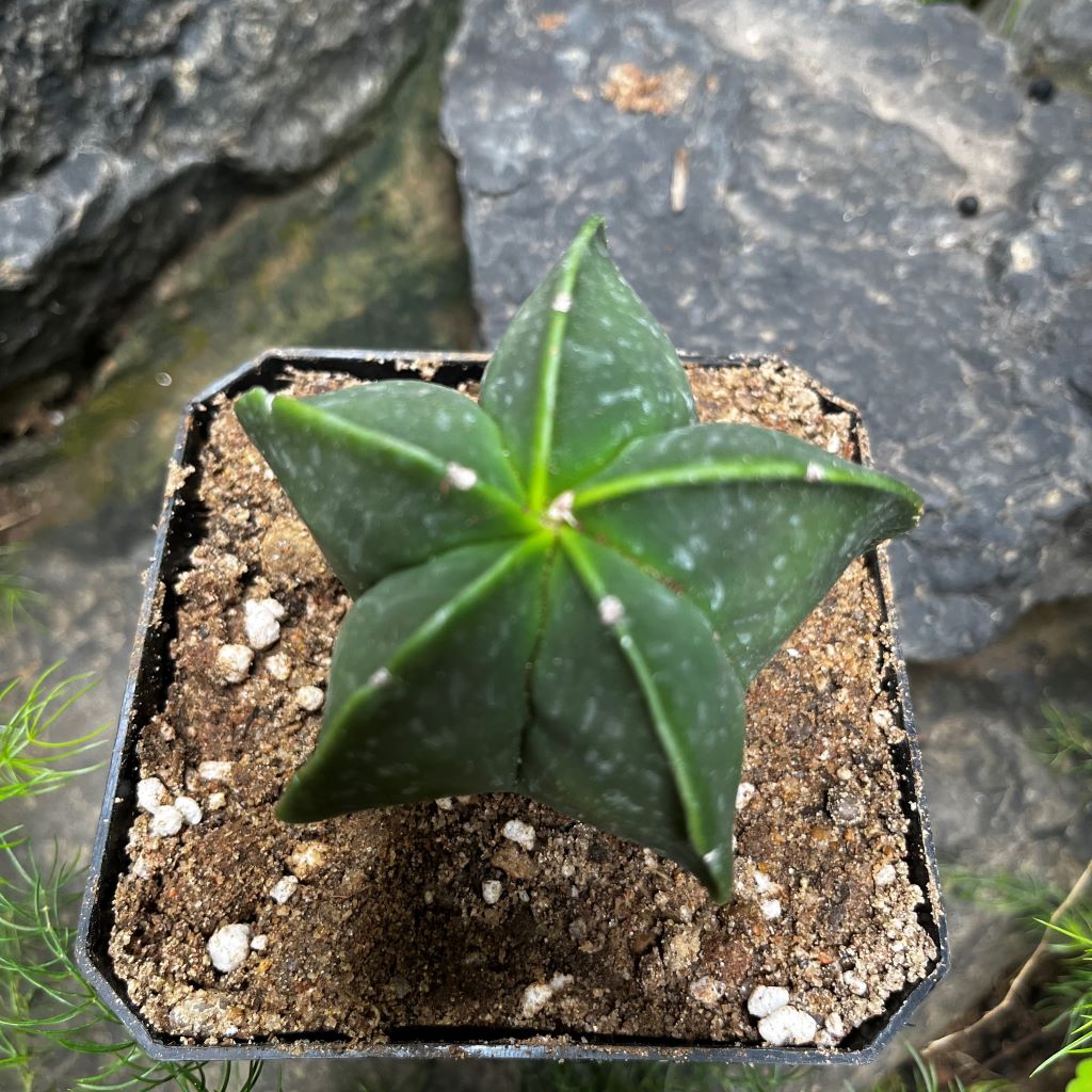 Astrophytum Myriostigma var. Nudum  Bishops Miter Cactus Plant - myBageecha