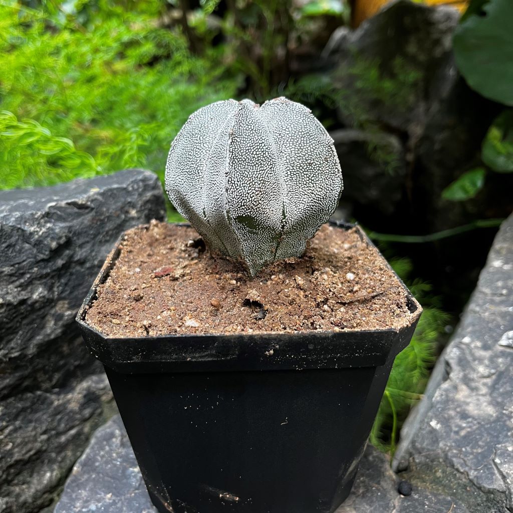 Astrophytum myriostigma cv. Onzuka Cactus Plant - myBageecha