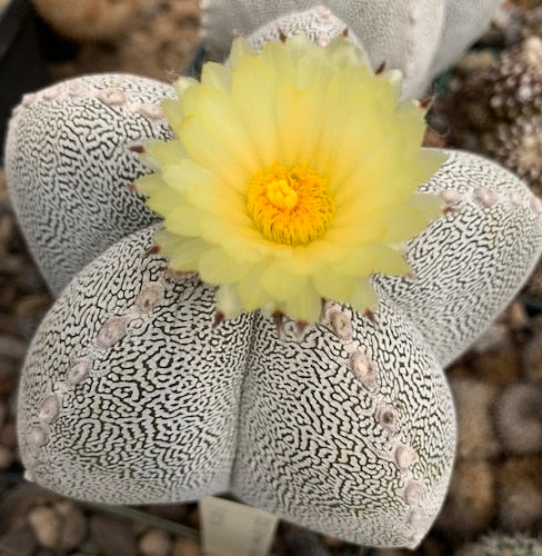 Astrophytum myriostigma cv. Onzuka Cactus Plant - myBageecha