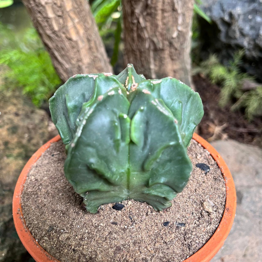 Astrophytum nudam x fukuryu hybrid Cactus Plant-myBageecha