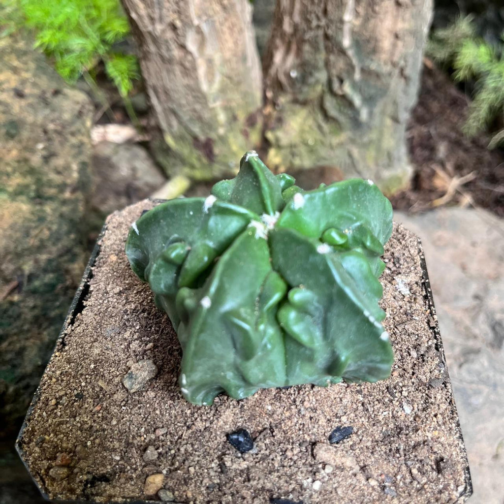 Astrophytum nudam x fukuryu hybrid Cactus Plant-myBageecha