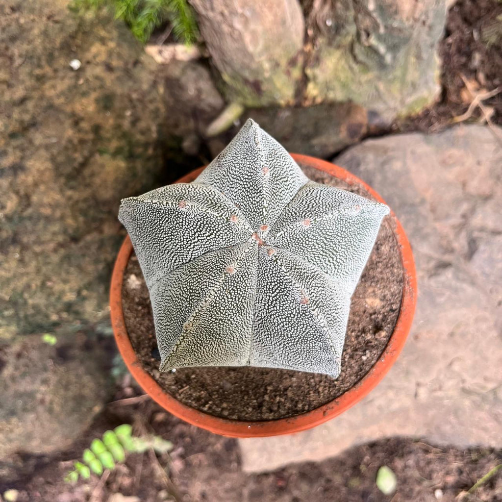 Astrophytum myriostigma 'Onzuka'-myBageecha
