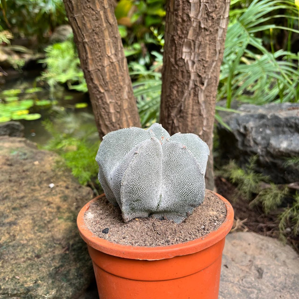 Astrophytum myriostigma 'Onzuka'-myBageecha