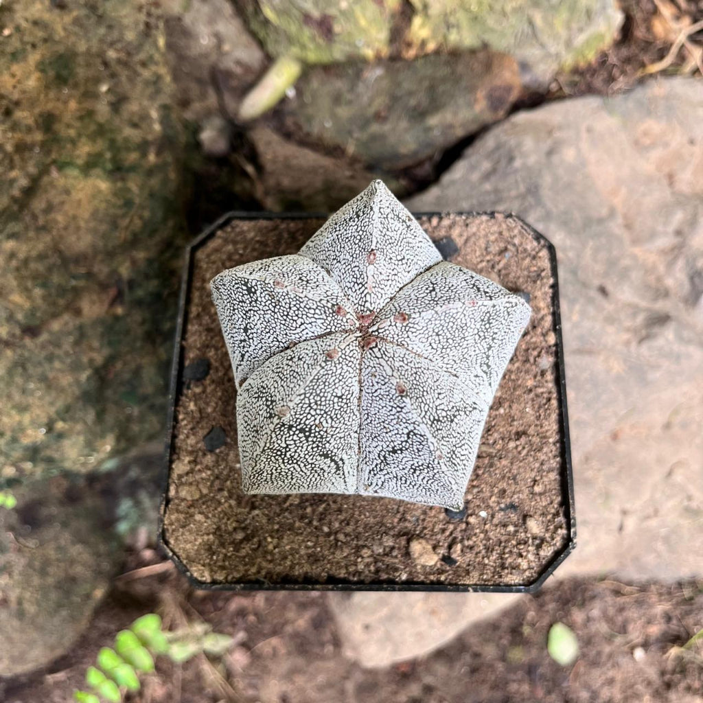 Astrophytum myriostigma 'Onzuka'-myBageecha