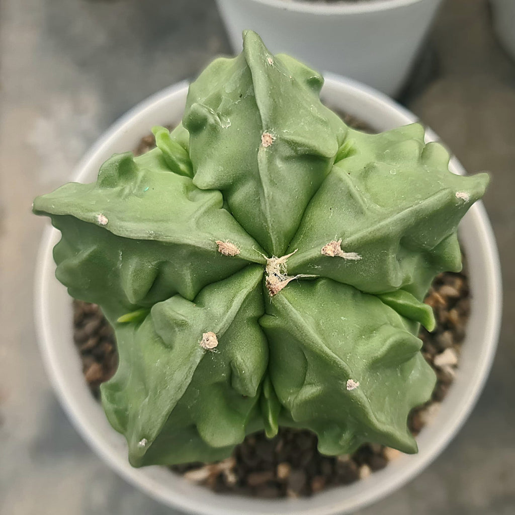 Astrophytum nudam x fukuryu hybrid -myBageecha