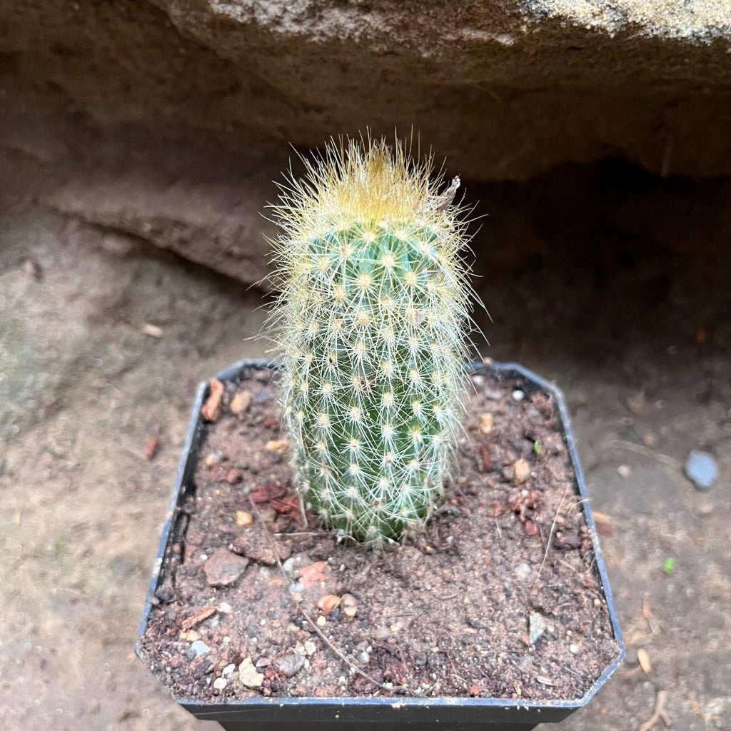 Austrocephalocereus estevesii Cactus Plant - myBageecha