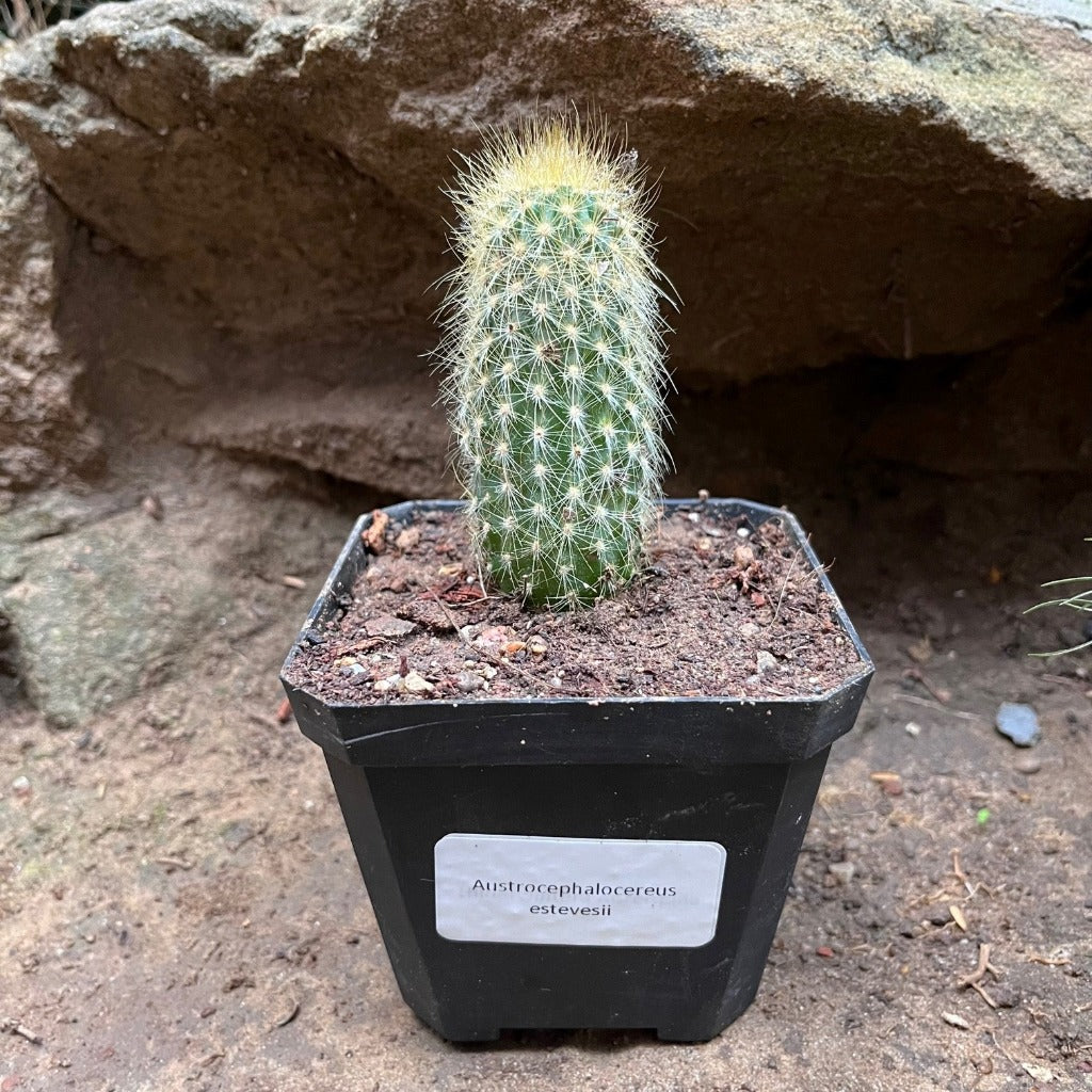 Austrocephalocereus estevesii Cactus Plant - myBageecha