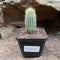 Austrocephalocereus estevesii Cactus Plant