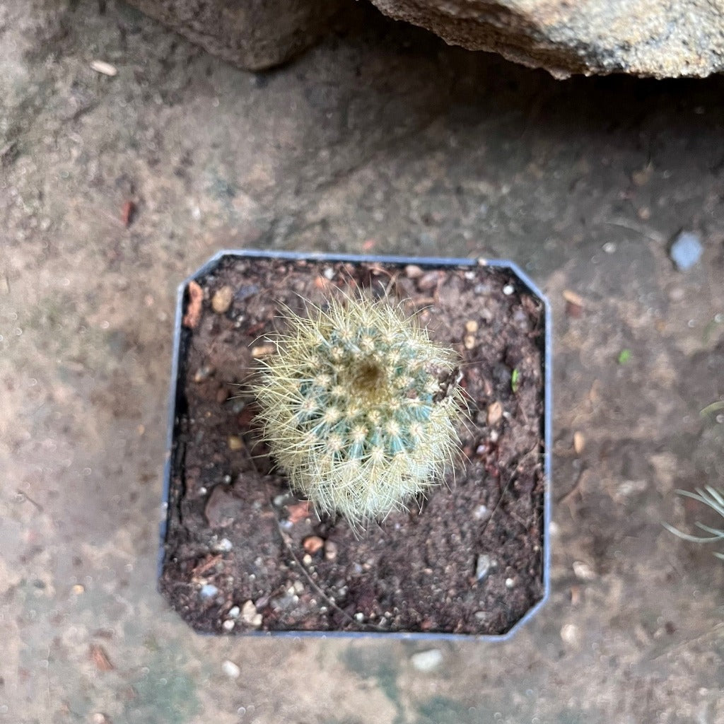 Austrocephalocereus estevesii Cactus Plant - myBageecha