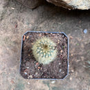 Austrocephalocereus estevesii Cactus Plant