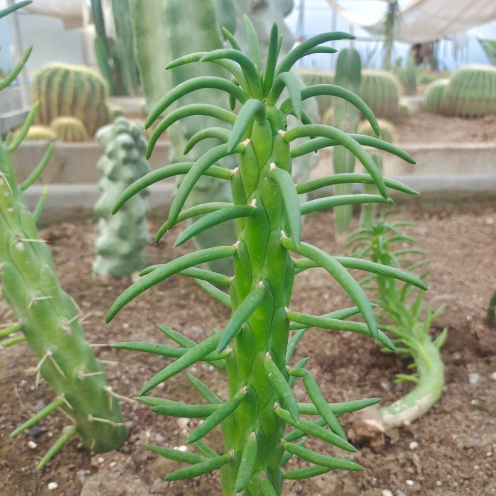 Austrocylindropuntia Subulate Cactus-myBageecha