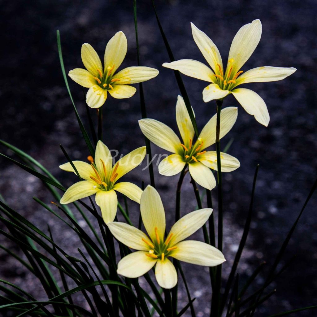 Rain Lily 'Balesh' (Bulbs)-myBageecha