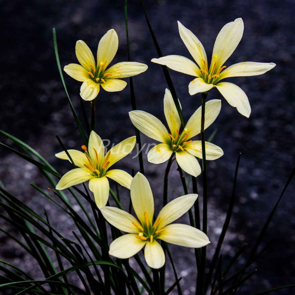 Rain Lily 'Balesh' (Bulbs)