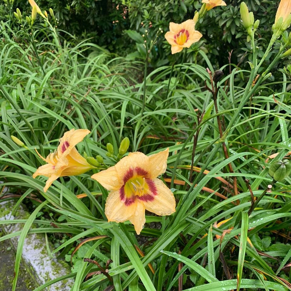 Hemerocallis 'Baronet's Back'-Peach petals with plum eye and yellow throat bloom
