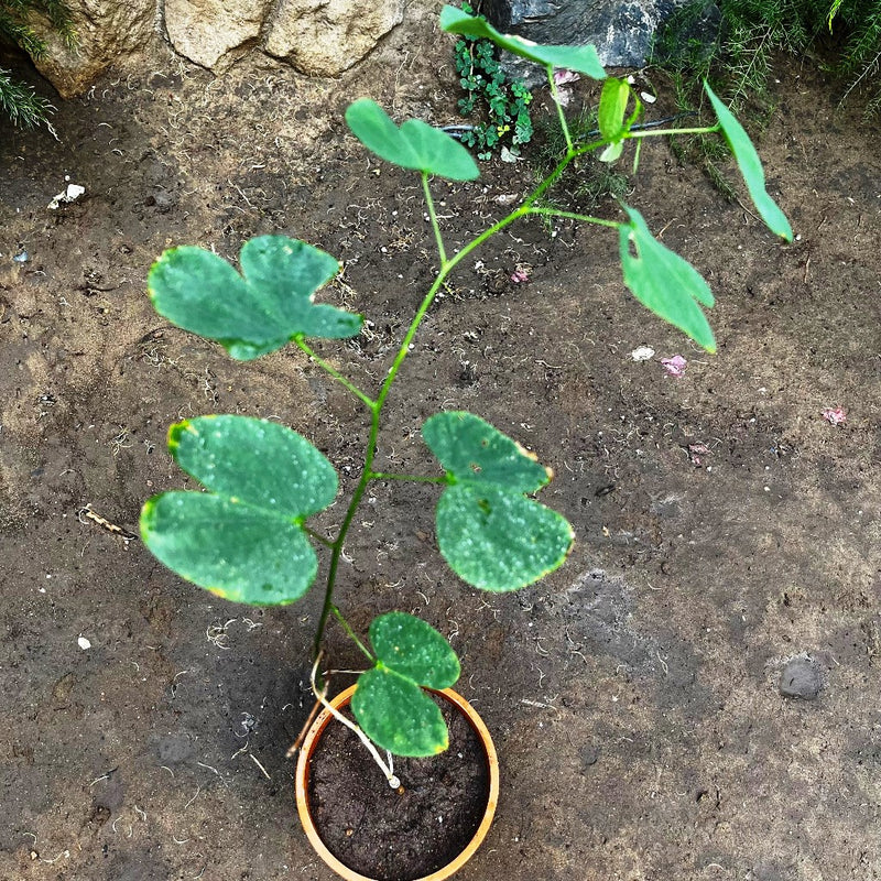 Bauhinia Variegata Kachnar Plant – myBageecha