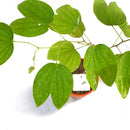 Bauhinia Purpurea Kachnar Plant
