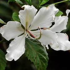 Bauhinia Purpurea Alba Kachnar Plant-myBageecha