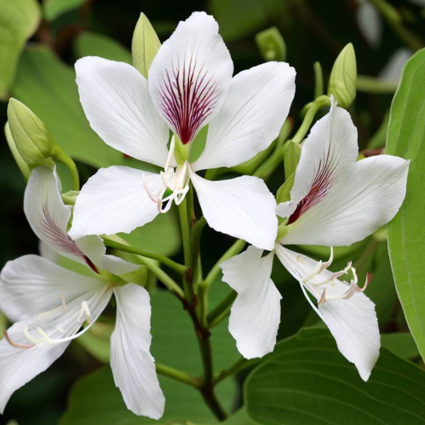 Bauhinia Purpurea Alba Kachnar Plant-myBageecha