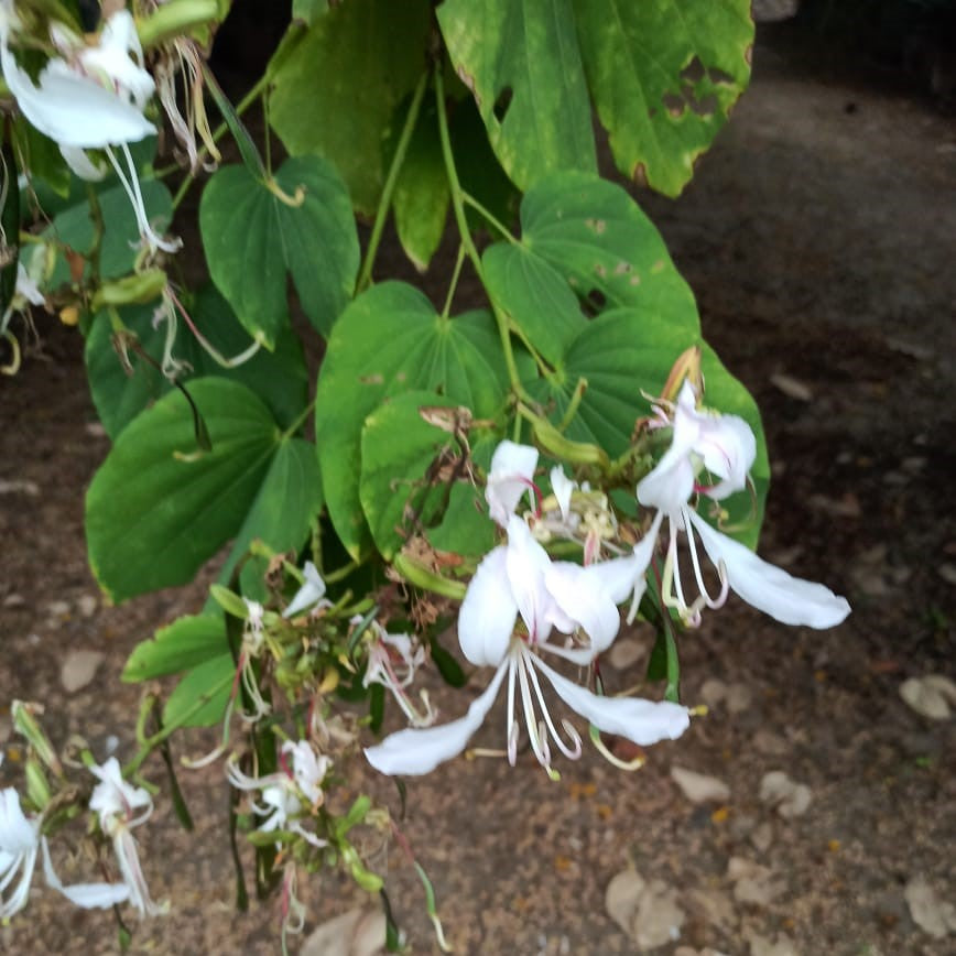 Bauhinia Purpurea Alba Kachnar Plant-myBageecha