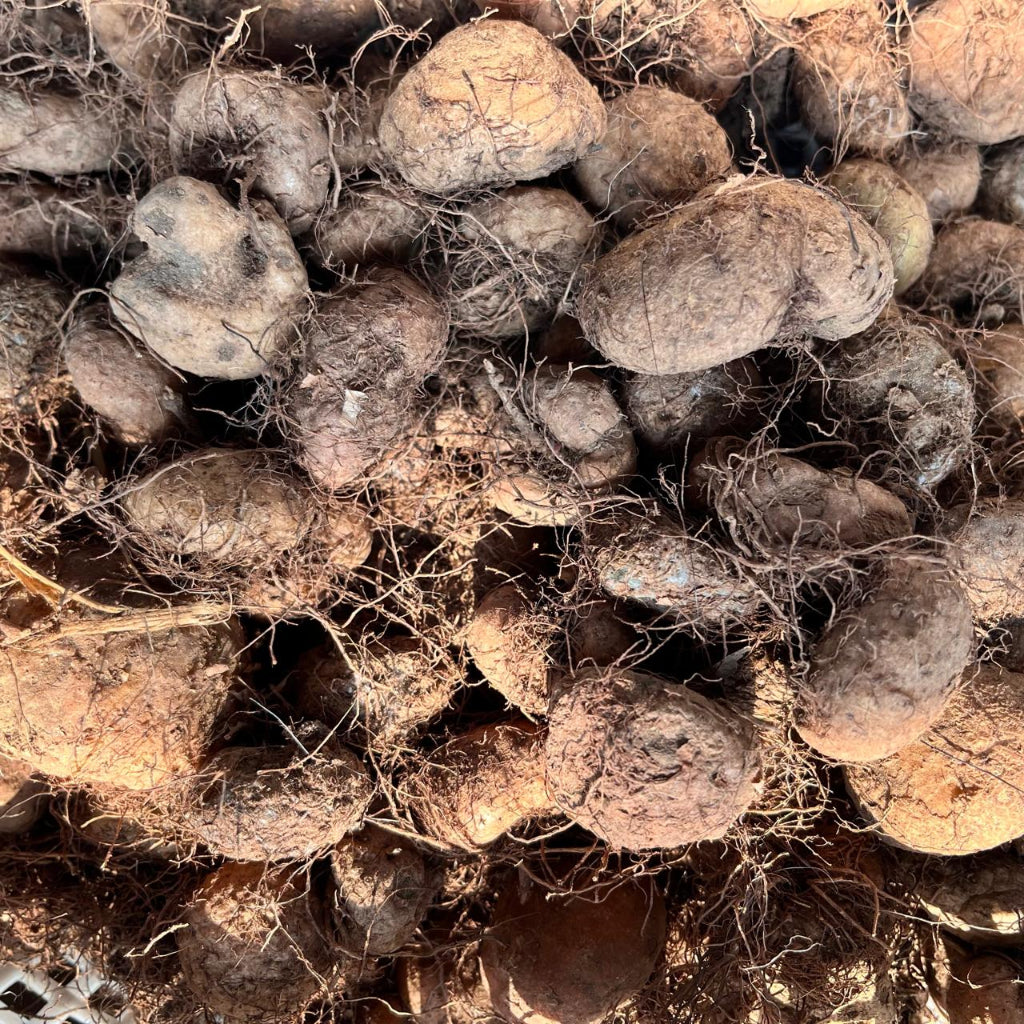 Close up of Begonia Tuberous Double Bulbs