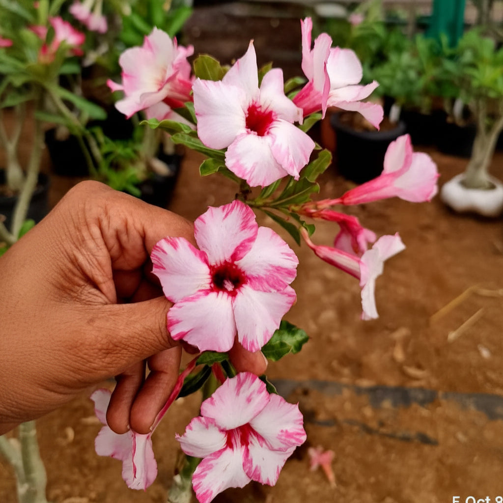 Boehmianum Grafted 'Sakura Mist'-mybageecha